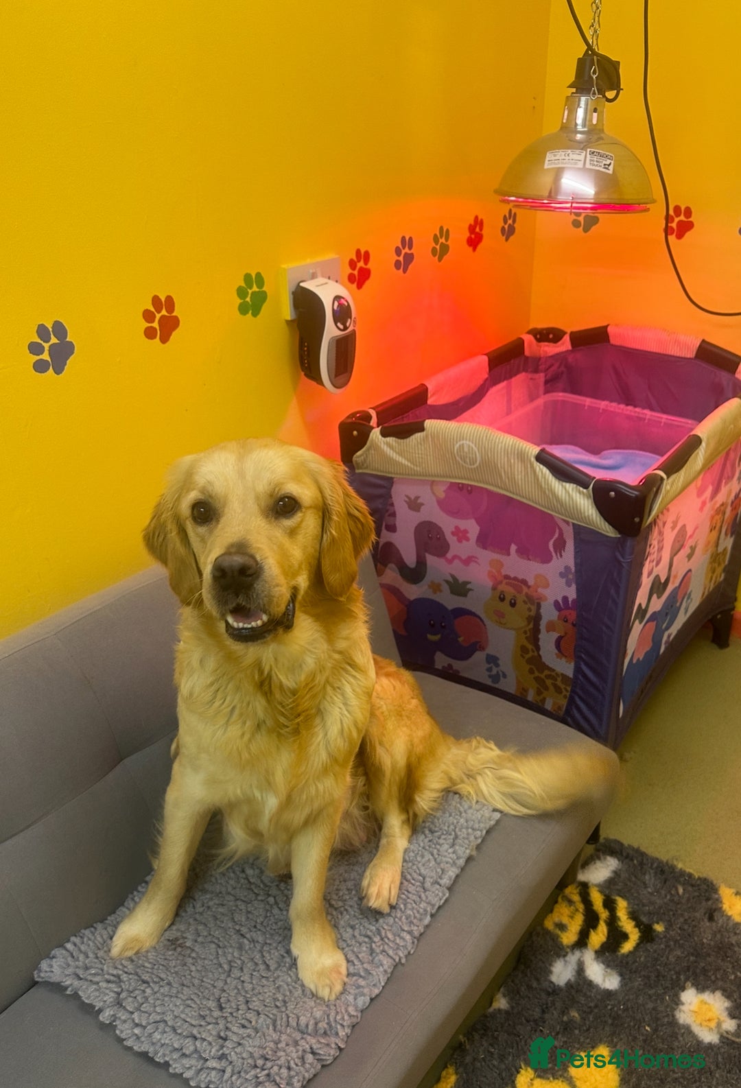 Golden Retriever dogs for sale: Stunning golden retriever puppies for sale  - Advert 14