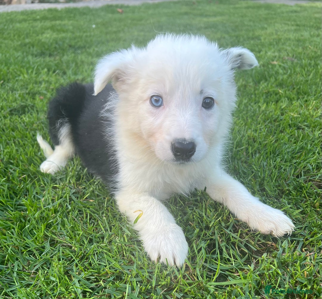 Border Collie dogs for sale: Border Collies READY NOW - Image 4