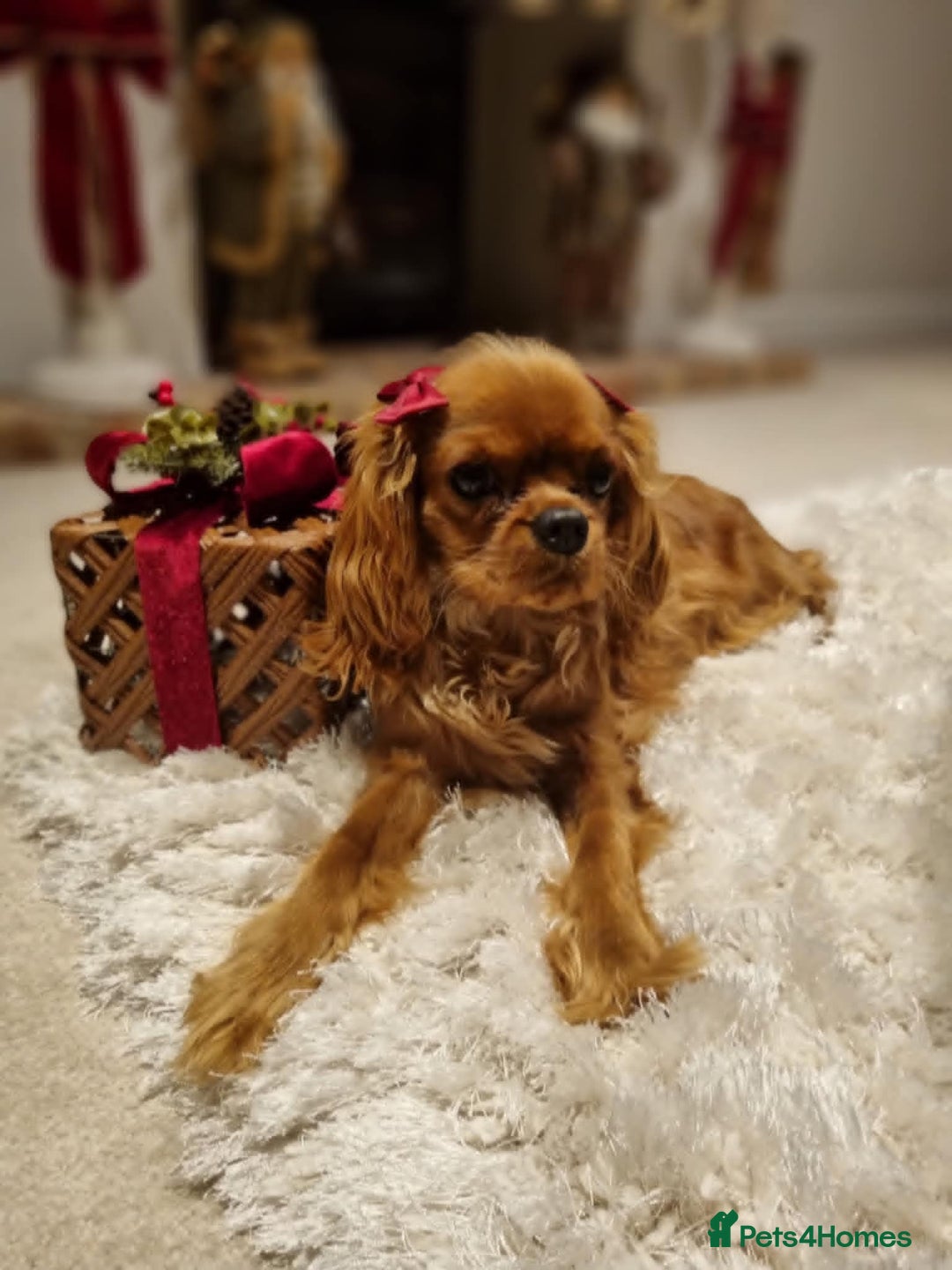 Cavalier King Charles Spaniel dogs for sale: Cavalier King Charles Spaniel Puppies KC Reg - Advert 3