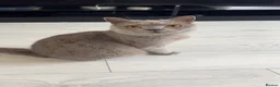 British Shorthair cats for sale: British shorthair - Advert 3
