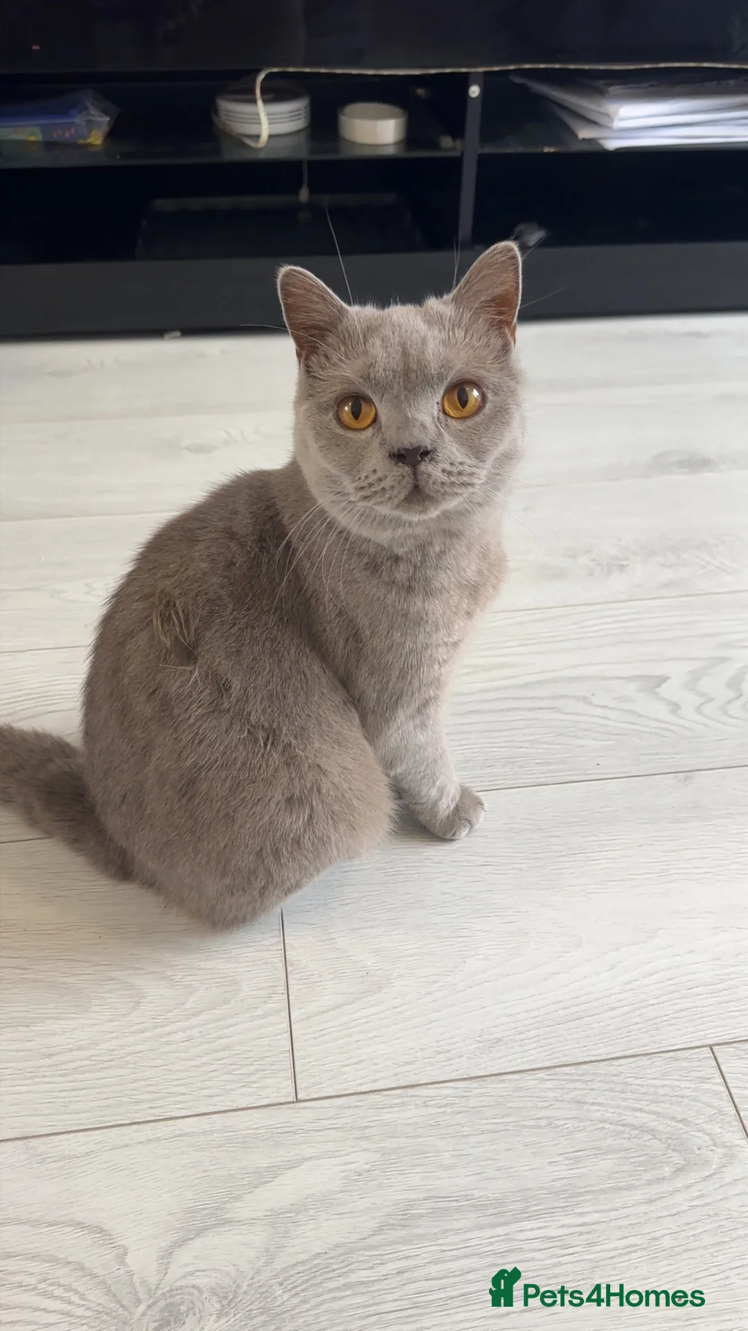 British Shorthair cats for sale: British shorthair - Advert 3
