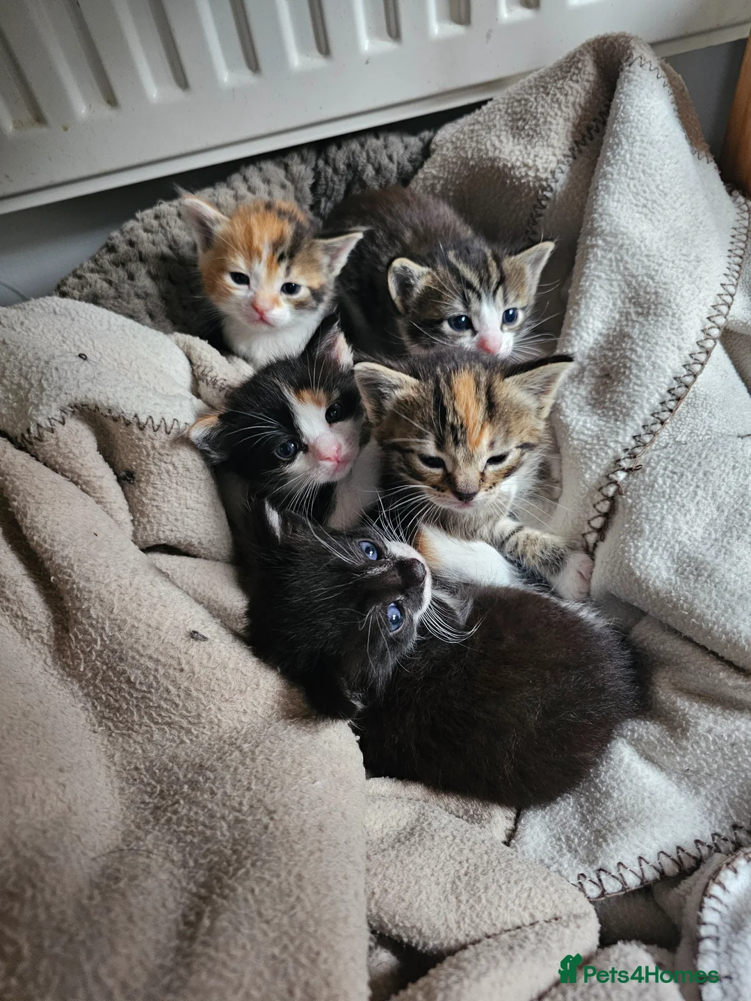 Mixed Breed cats for sale: Ragdoll mix kittens are for sale  - Advert 1