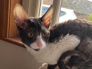 Cornish Rex cats ready now GCCF registered & PRA negative - Advert 6