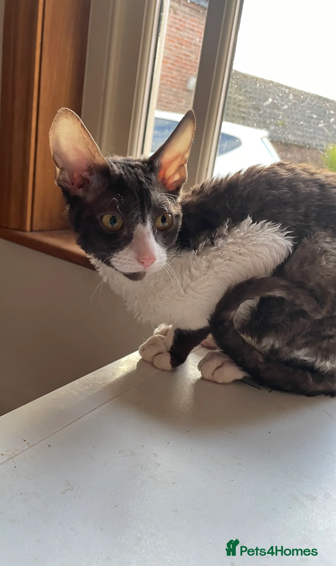 Cornish Rex cats for sale: Ready Now!  GCCF registered & PRA negative  - Advert 1