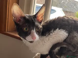 Cornish Rex cats ready now GCCF registered & PRA negative - Advert 17