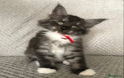 Maine Coon cats for sale: MaineCoon Kittens Black Smoke 1 Boy & 2 Girls - Image 17