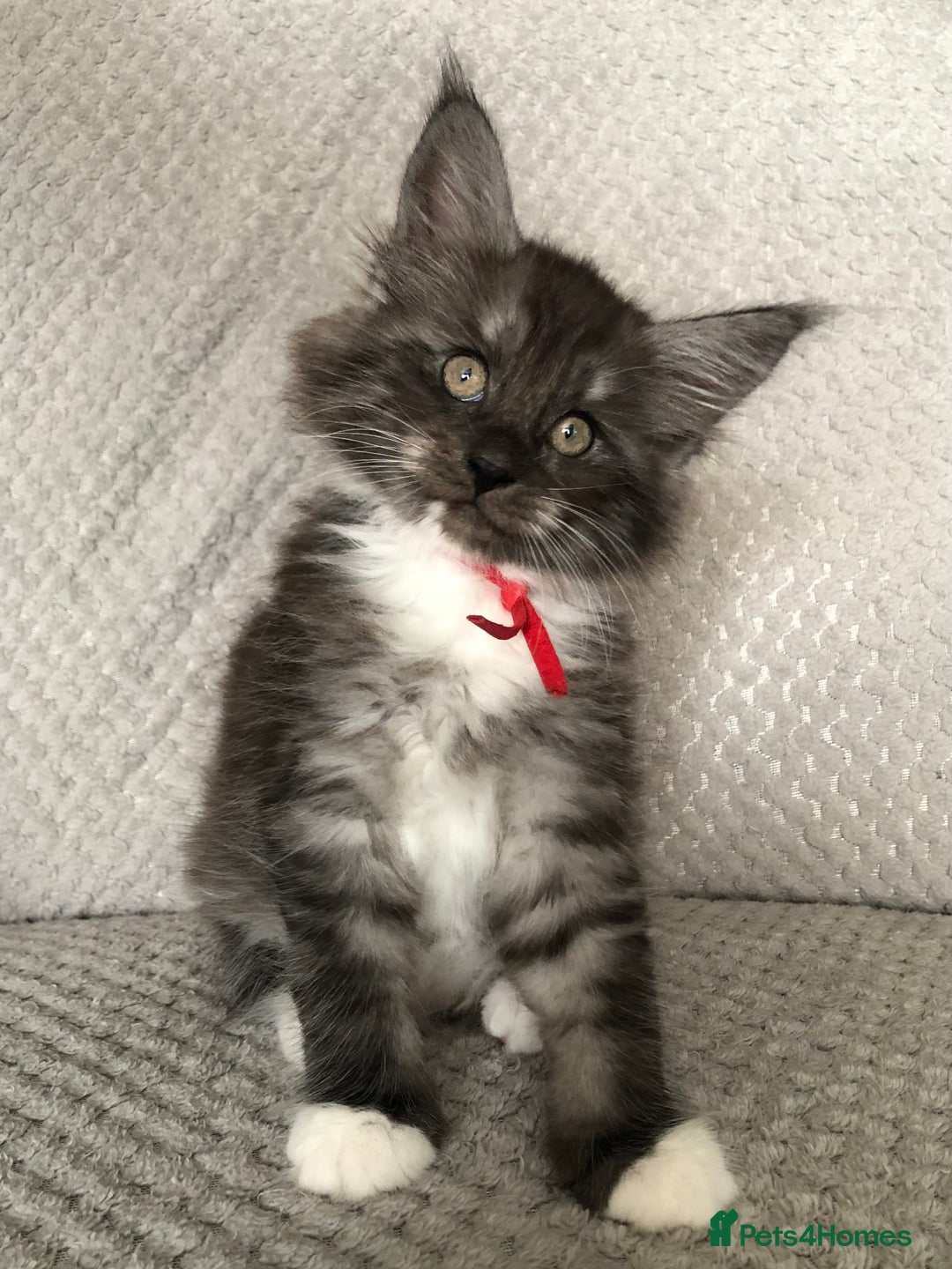 Maine Coon cats for sale: MaineCoon Kittens Black Smoke 1 Boy & 2 Girls - Image 17