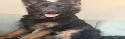 German Shepherd dogs for sale: 2 young beautiful German shepherd pups  - Advert 28