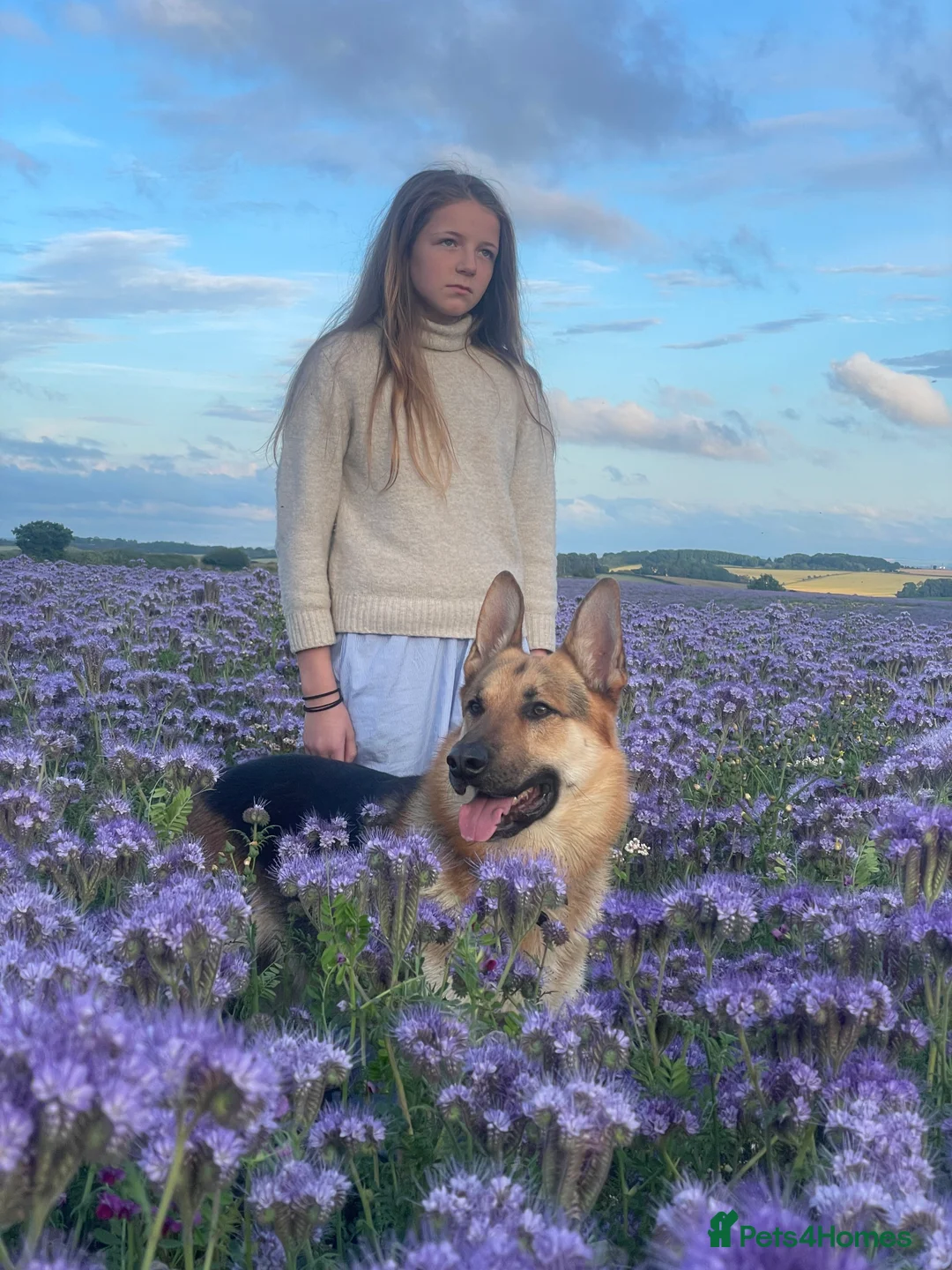 German Shepherd dogs for stud: Spectacular GSD wolfdog *for Stud only* in Dursley - Advert 4