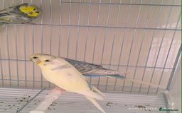 Budgerigars birds for sale: Budgies for sale  - Image 3