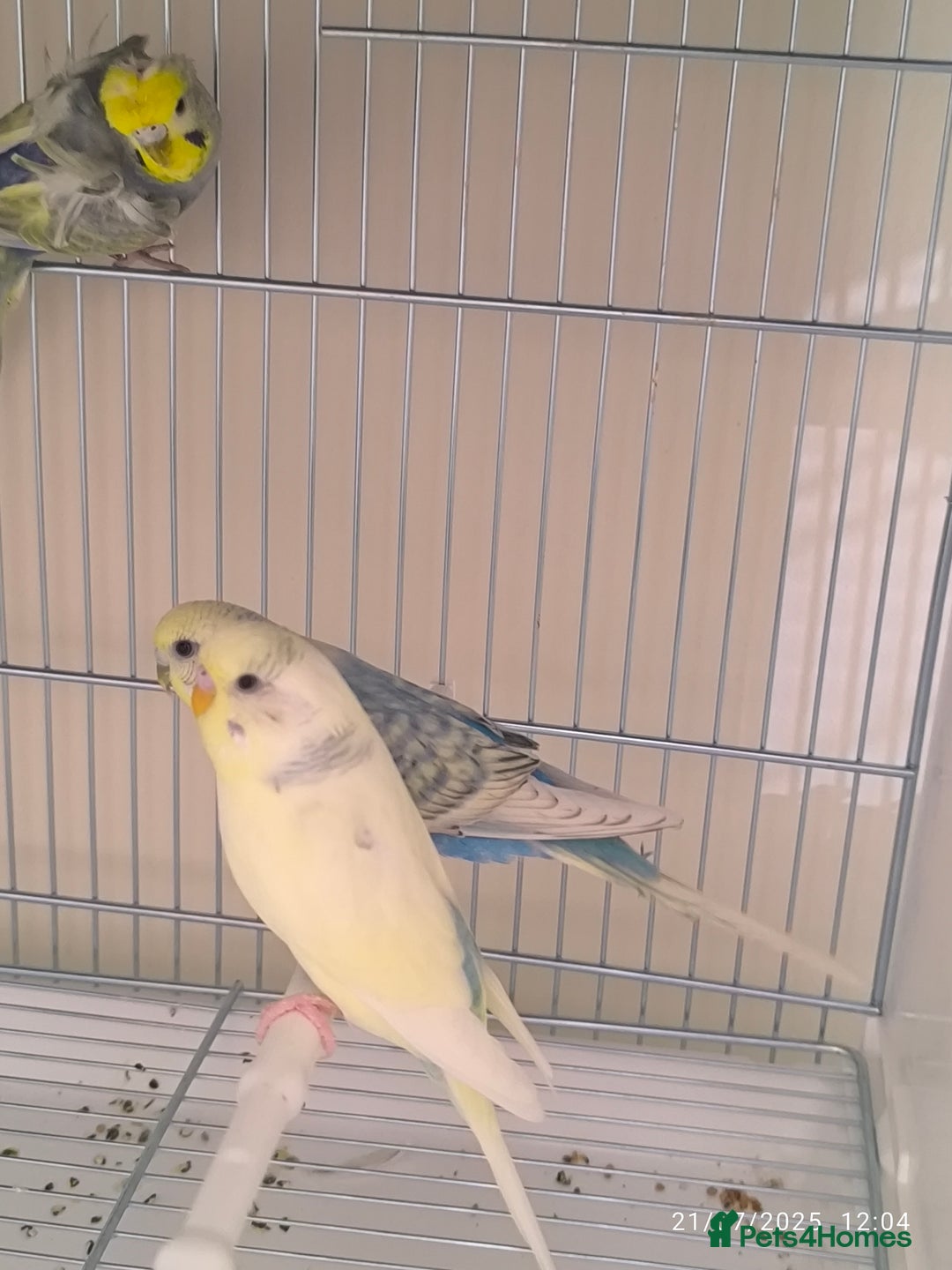 Budgerigars birds for sale: Budgies for sale  - Image 3