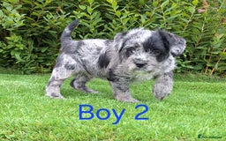 French Bulldog dogs for sale: French Bulldog Froodle Puppies  - Image 9