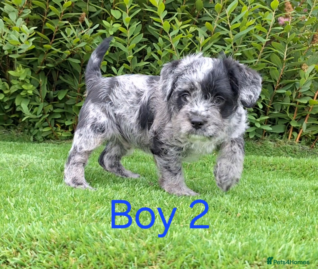 French Bulldog dogs for sale: French Bulldog Froodle Puppies  - Image 9