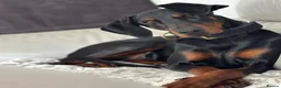 Dobermann dogs for sale: Female Doberman - Advert 7