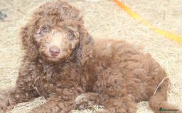 Labradoodle dogs for sale: Outstanding Part Trained Labradoodles F1b - Image 4
