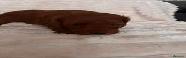 Cockapoo 4