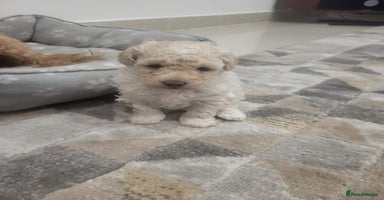Maltipoo dogs Stunning maltipoo puppy for sale - Advert 4