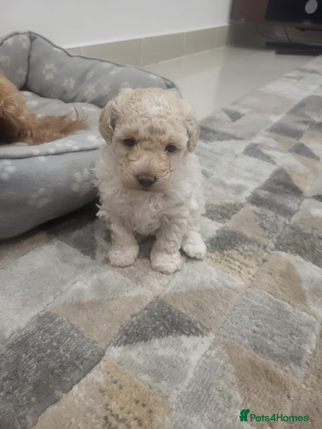 Maltipoo dogs for sale: Stunning maltipoo puppy for sale - Advert 3