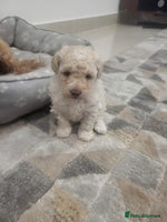 Maltipoo dogs Stunning maltipoo puppy for sale - Advert 5