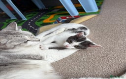 Mixed Breed cats for sale: Last Female Kitten - Trained! READY TO GO😻 - Image 12