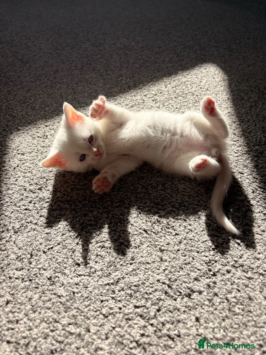 Mixed Breed cats for sale: Cute little man - Advert 2