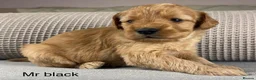 Double Doodle dogs for sale: A REALLY EXCITING MIX OF BREEDS. GORGEOUS!!! - Advert 31