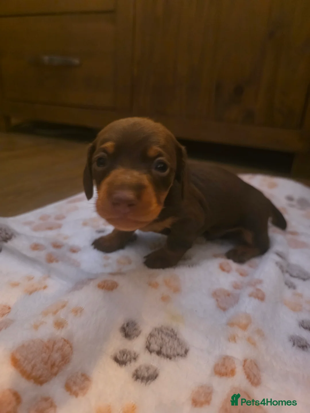 Miniature Dachshund dogs for sale: Miniature daschund puppies  - Advert 2