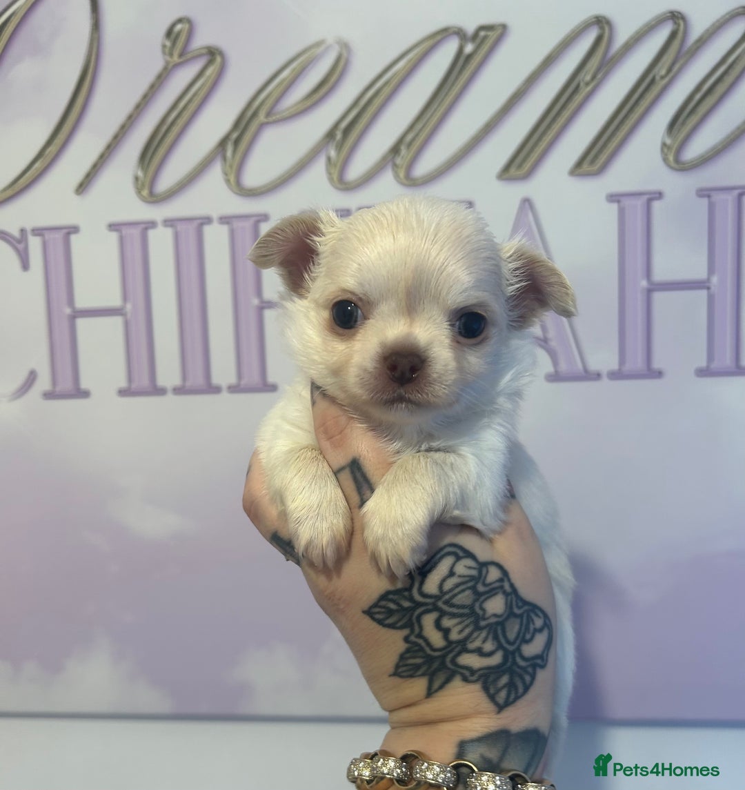 Chihuahua dogs for sale: 3 beautiful cream Chihuahua boys  - Advert 1