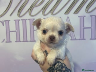 Chihuahua dogs 3 beautiful cream Chihuahua boys - Advert 1