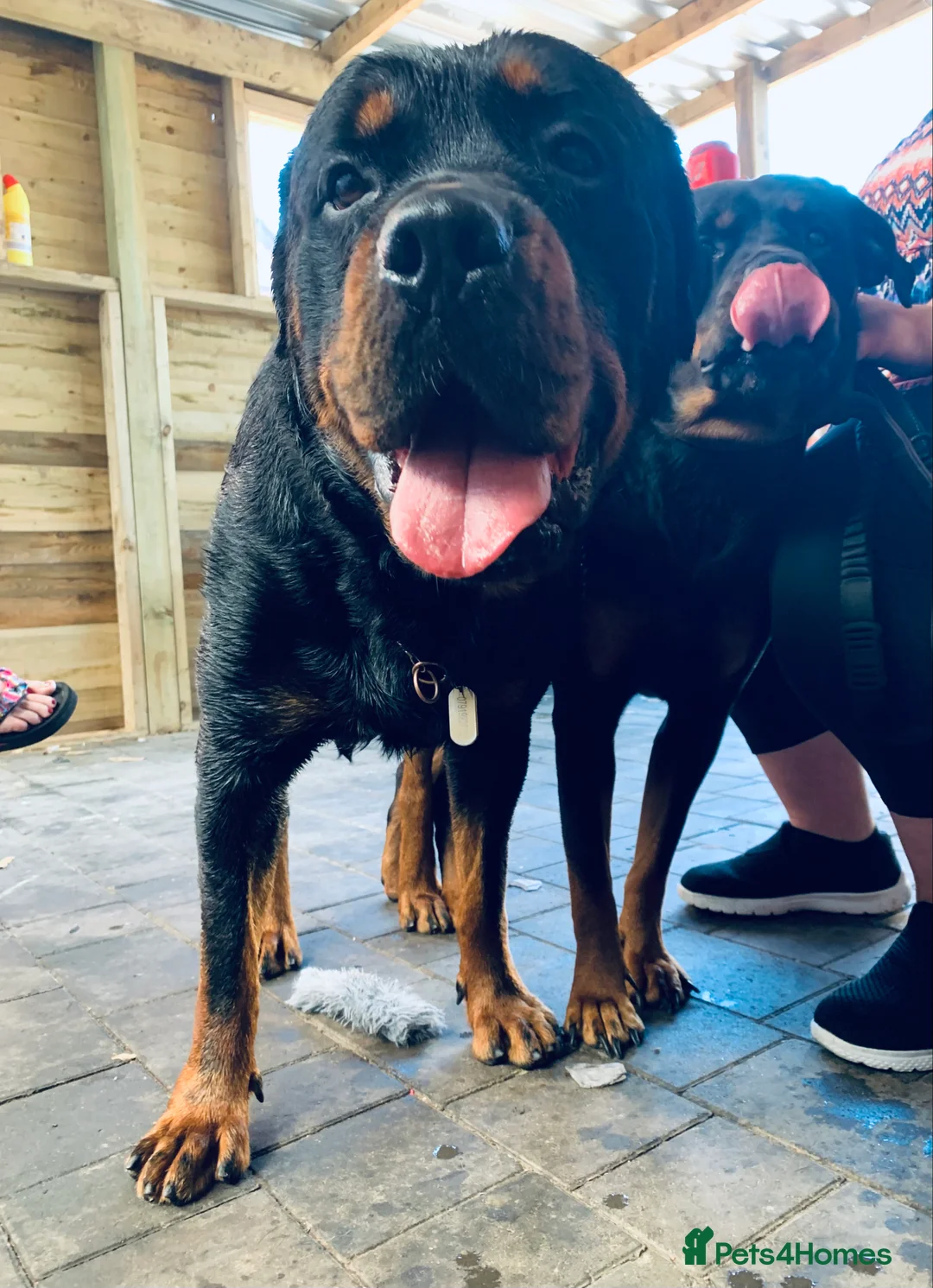 Rottweiler dogs for stud: The legendary KIMBO BOSS MAN. Serbian import KC! in Leicester - Advert 3