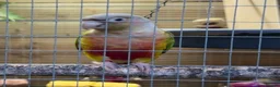 Conures birds for sale: Pair of conures for sale  - Advert 5