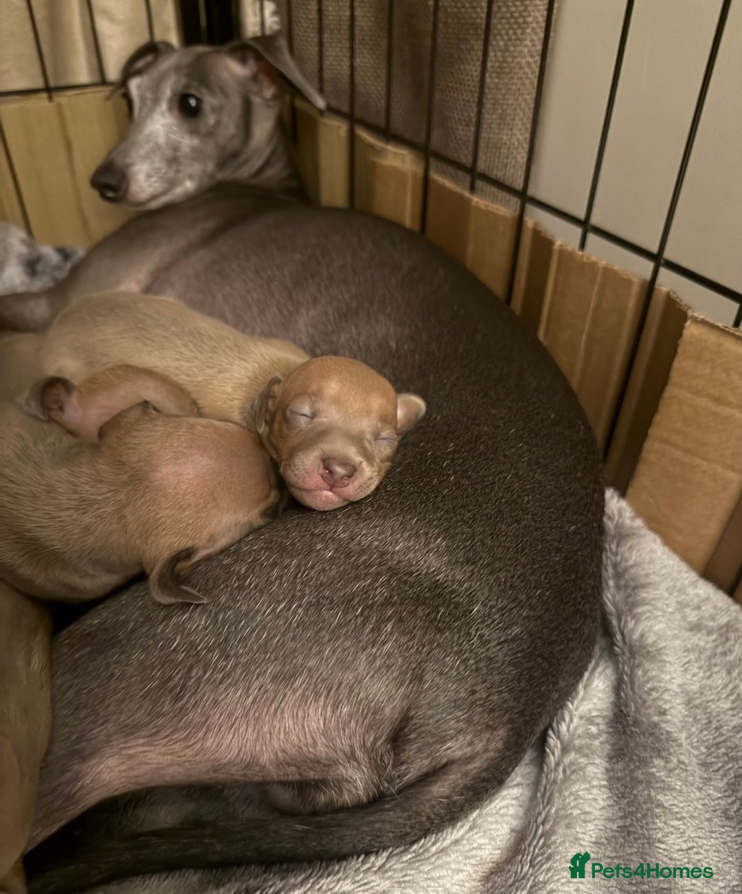 Italian Greyhound dogs for sale: KC Champion lines ⭐️ Italian Greyhound puppies  - Advert 14