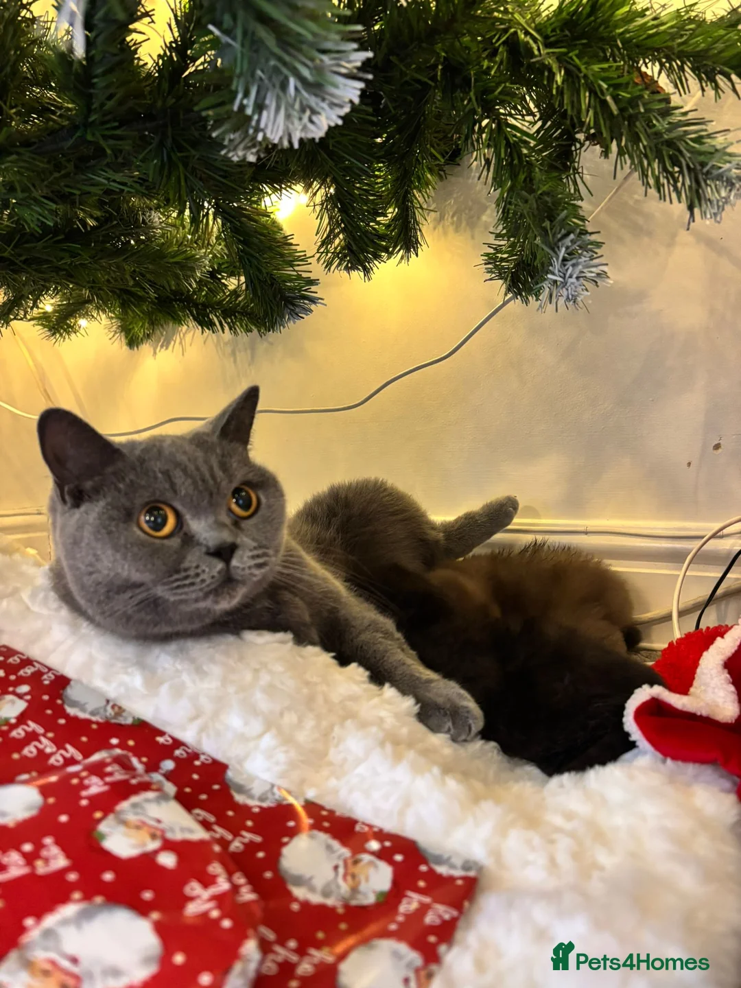 British Shorthair cats for sale: 2 GCCF female British short hair kittens  - Advert 4