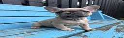 French Bulldog dogs for sale: French bulldogs ready to go now - Advert 22