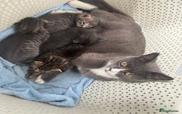 British Shorthair cats for sale: Kittens available BLUES in Axbridge - Image 5