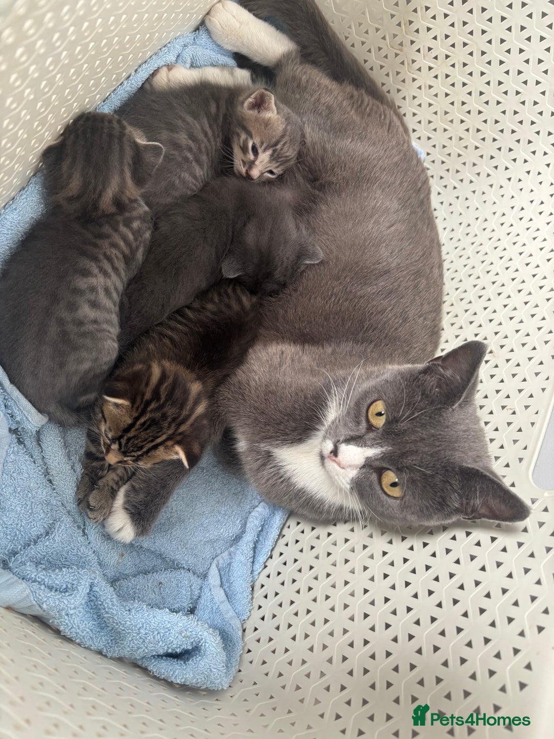 British Shorthair cats for sale: Kittens available BLUES in Axbridge - Image 5