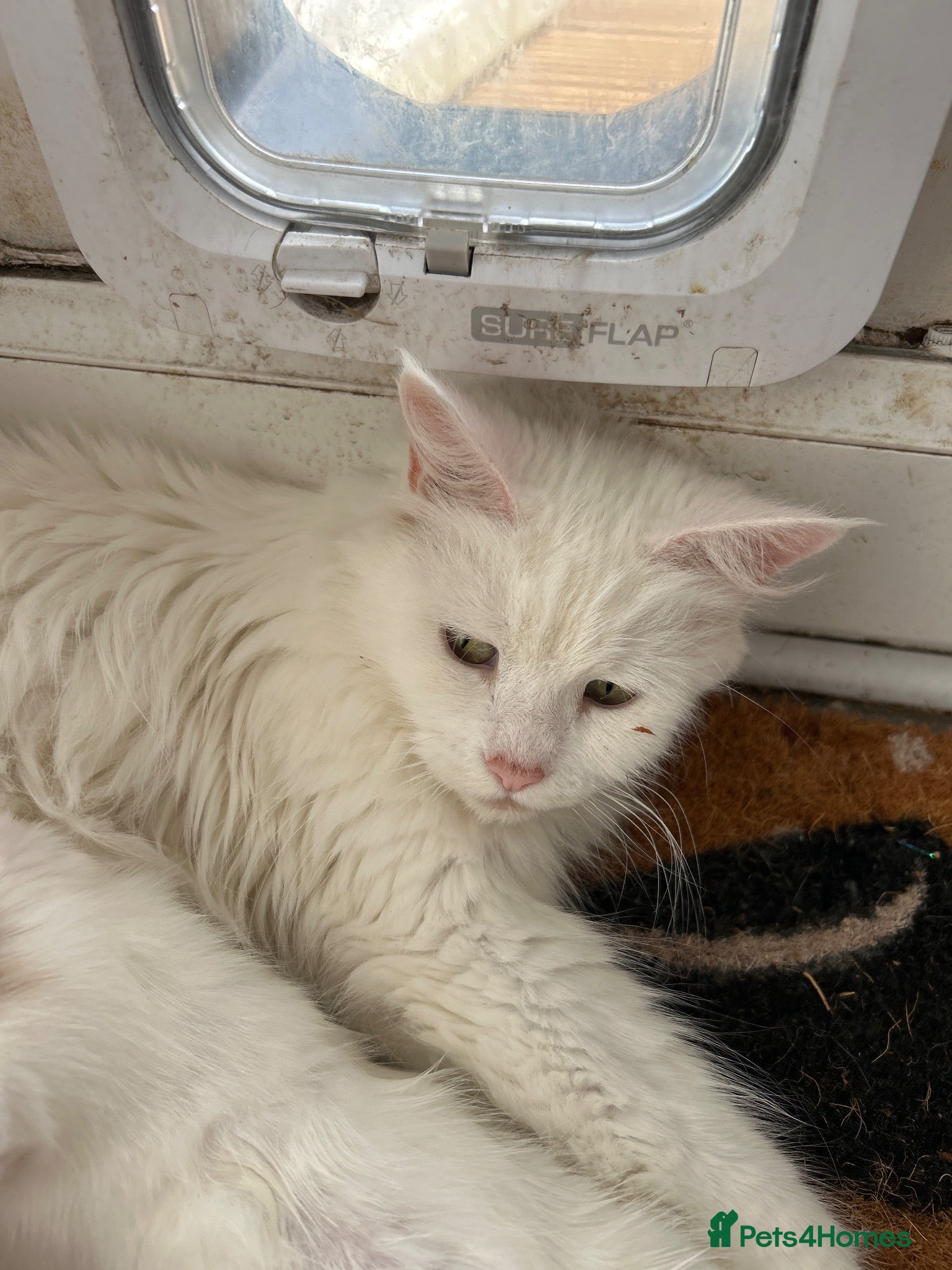 Mixed Breed cats Mixed breed white male - Advert 1