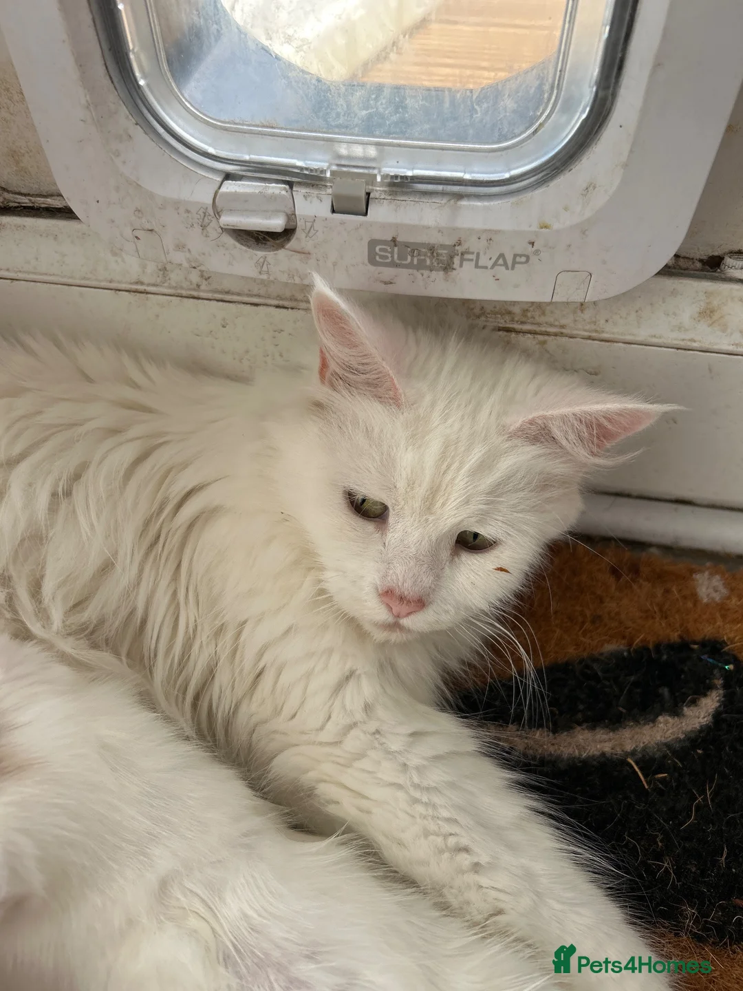 Mixed Breed cats for sale: Mixed breed white male - Advert 1