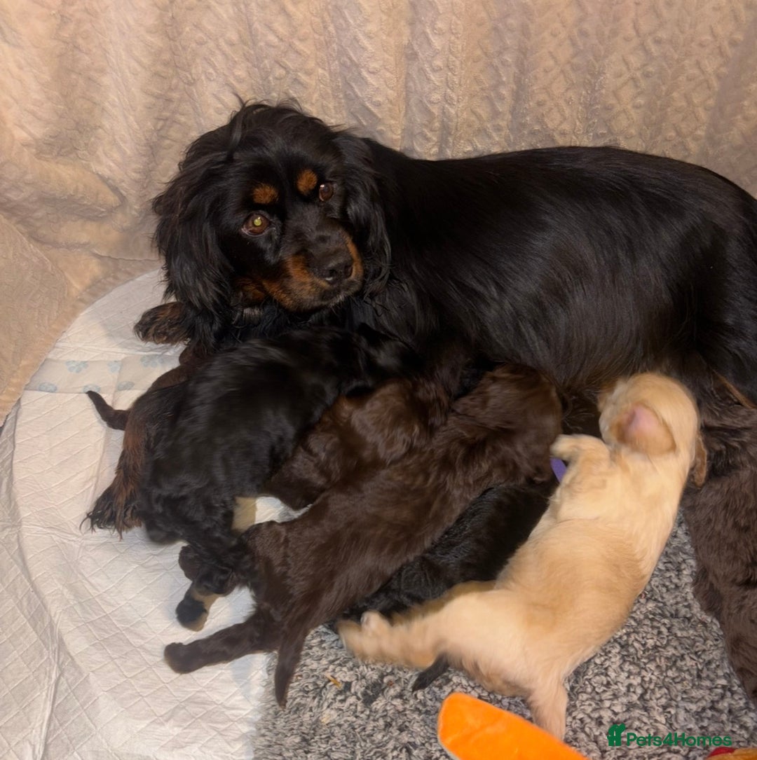 Cavapoo dogs for sale: 🐶 F1 CAVAPOO PUPPIES HEALTH TESTED PARENTS 🐶 - Advert 7
