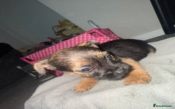 Border Terrier dogs for sale: Border terrier puppies  - Advert 2
