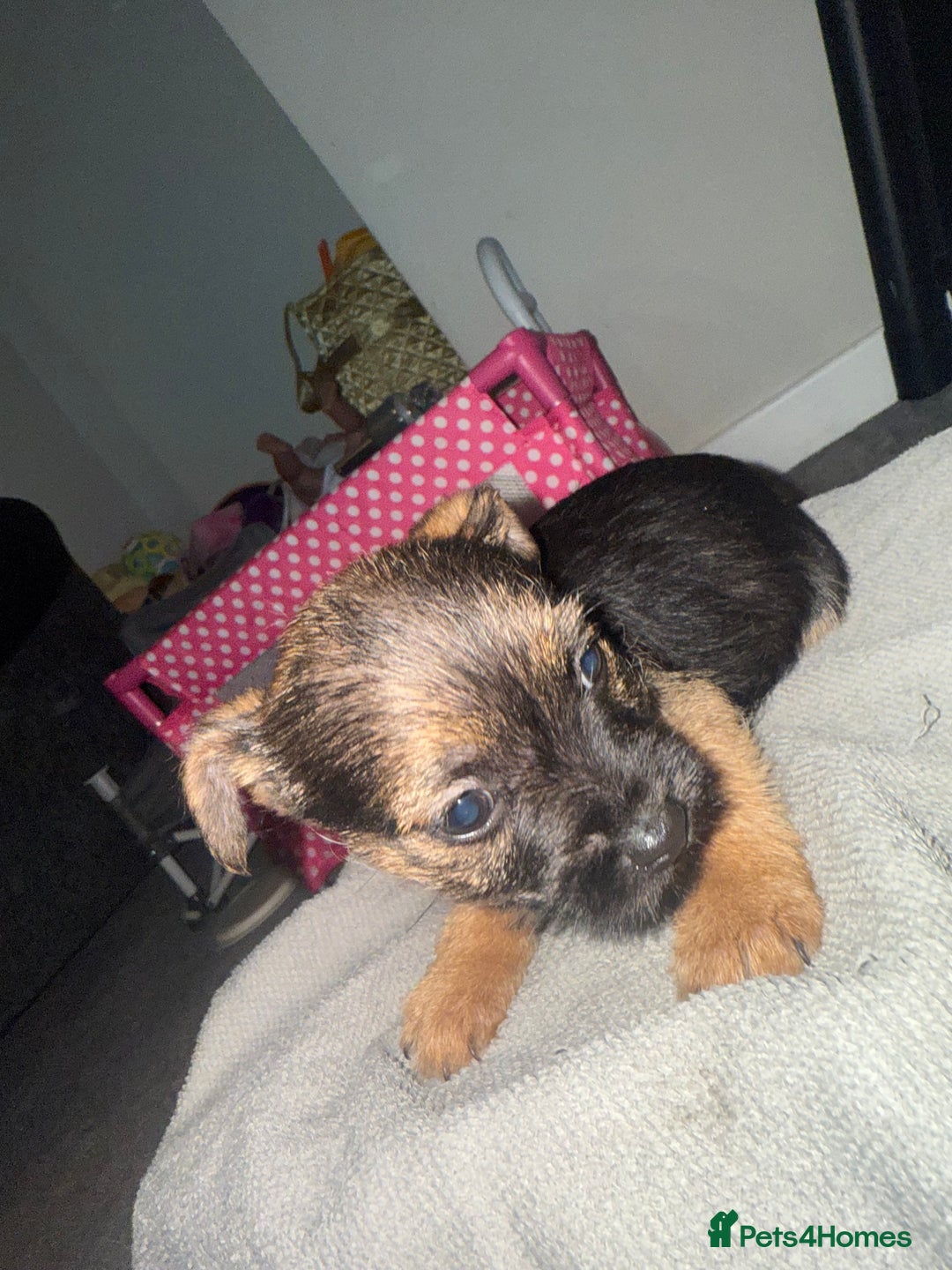 Border Terrier dogs for sale: Border terrier puppies  - Advert 2