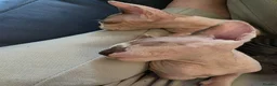 Sphynx cats for sale: Beautiful pedigree sphynx kitten HCM clear parents - Advert 2