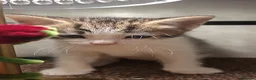 Mixed Breed cats for sale: 5 Lovely kittens looking for a home!! - Advert 13
