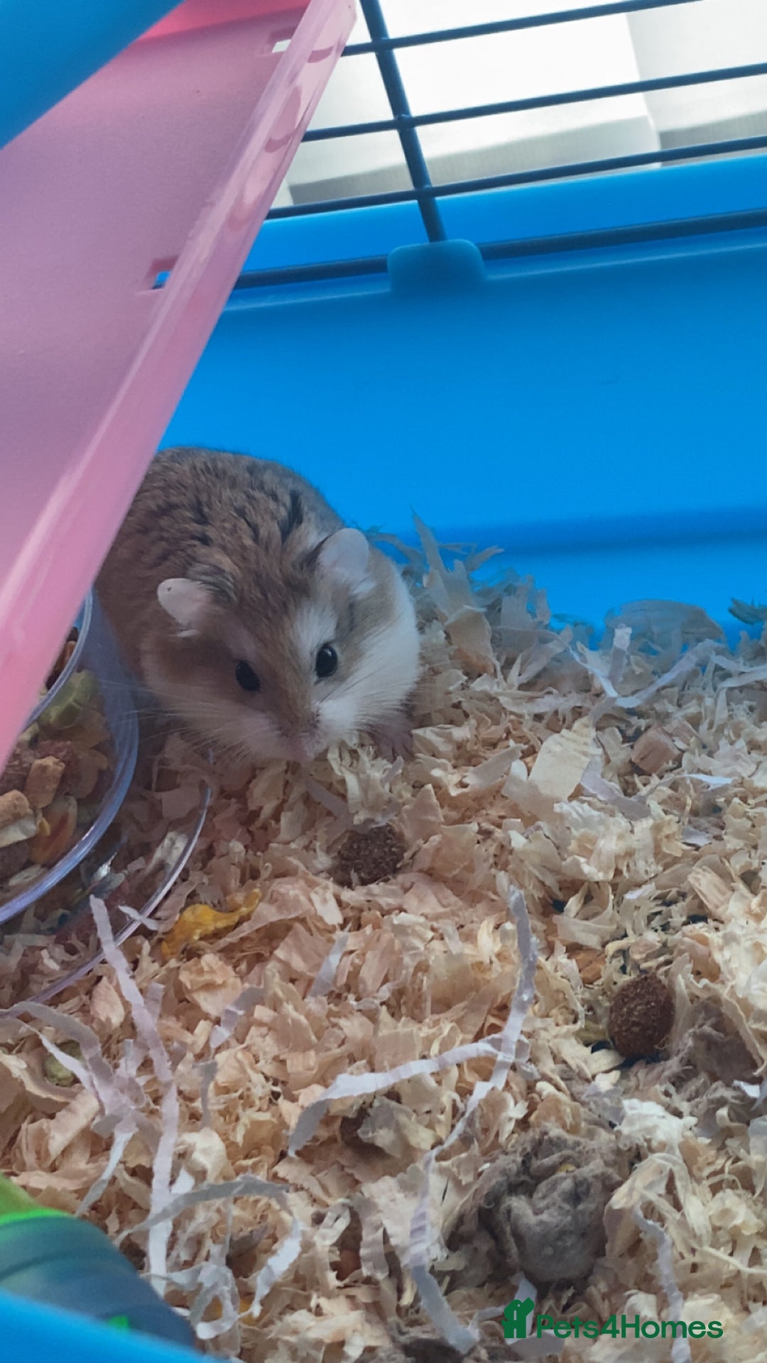 Hamster rodents for sale: Russian dwarf hamster  - Advert 3