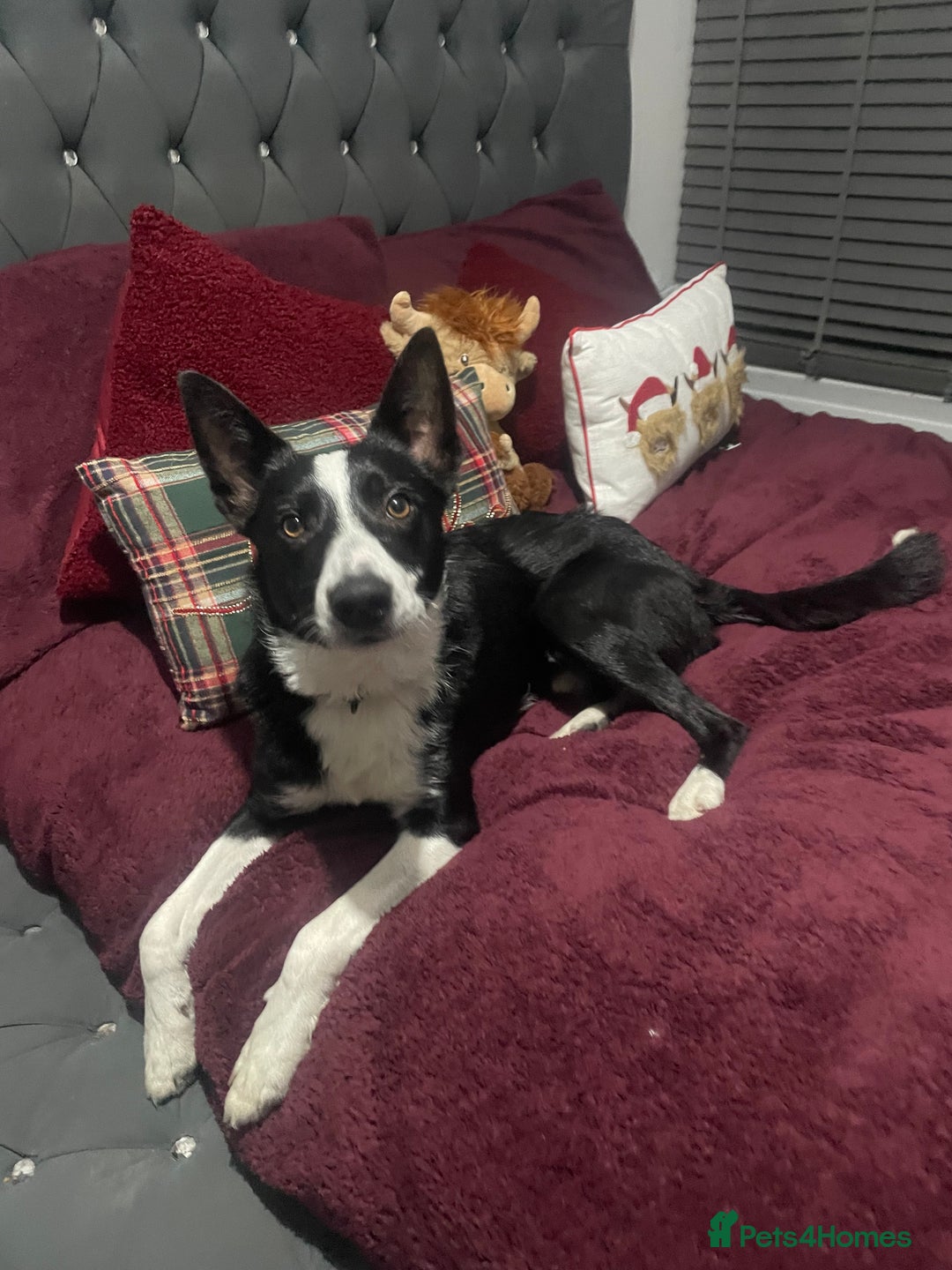 Border Collie dogs for sale: Border collie named Harley - Image 1