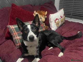 Border Collie dogs Border collie named Harley - Advert 15