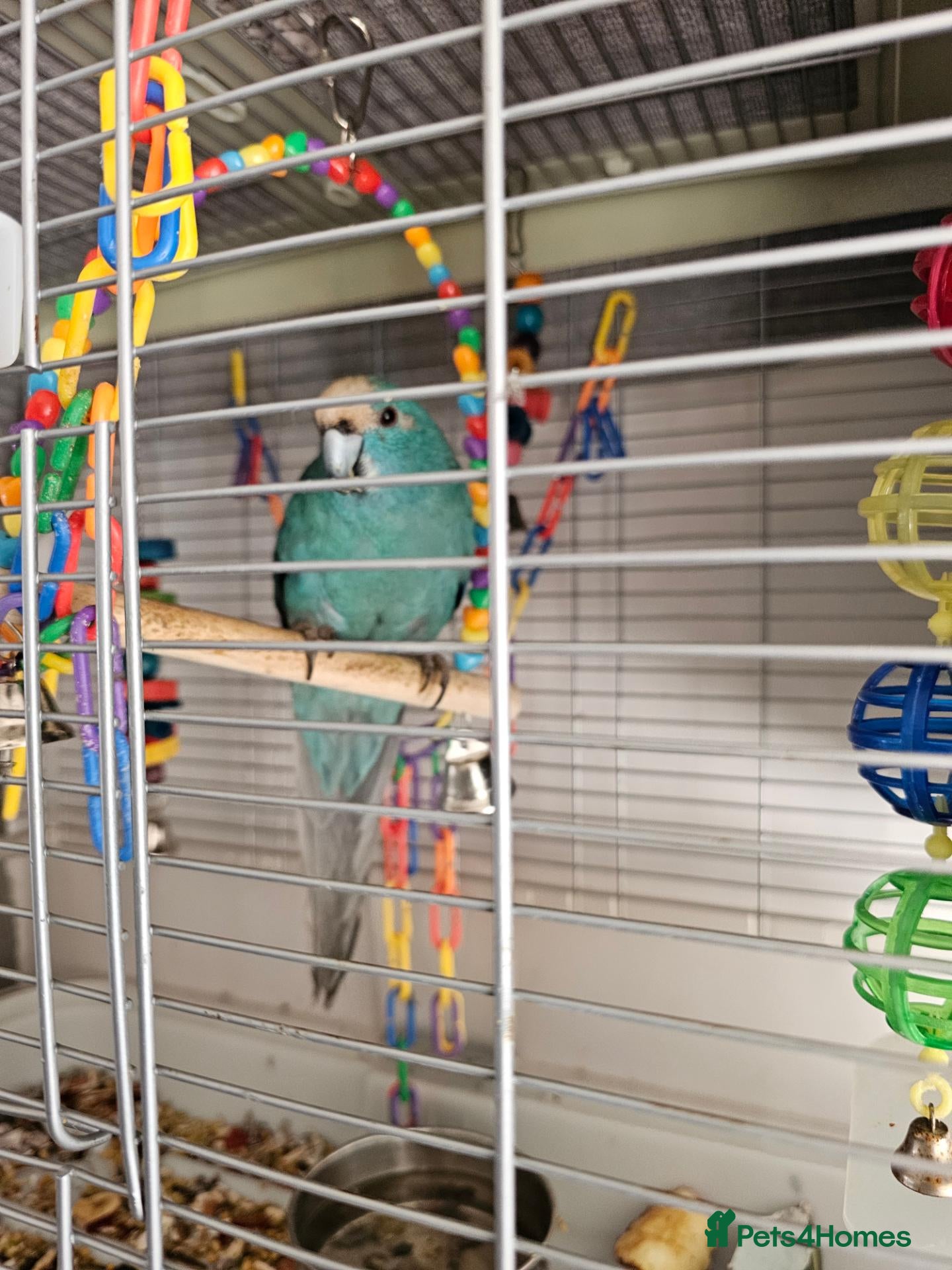 Ringnecks birds Blue kiraki and cadge  - Advert 1
