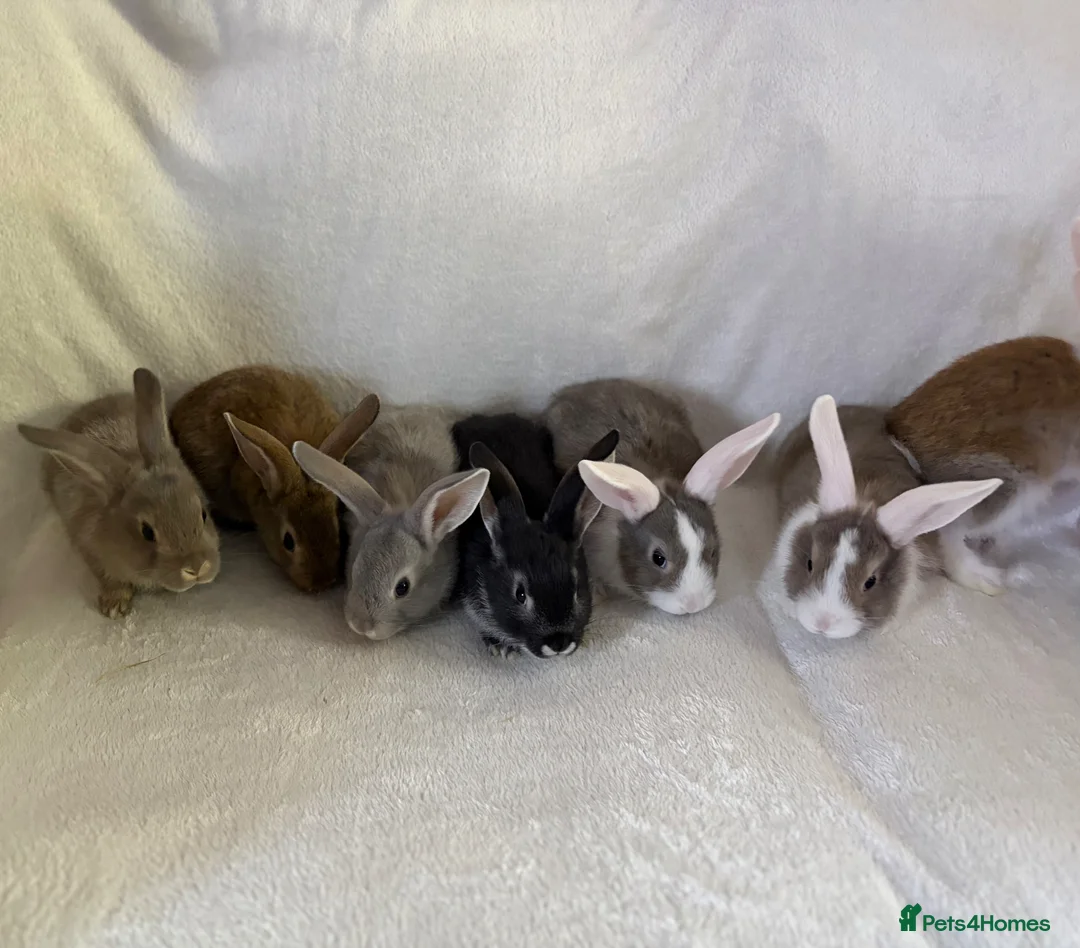 Rex rabbits for sale: Baby Rex’s  - Advert 6