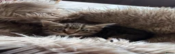 Mixed Breed cats for sale: Beautiful tabby and ghost tabby kittens  - Advert 9
