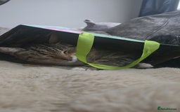 Mixed Breed cats for sale: Female mother and daughter  - Image 2